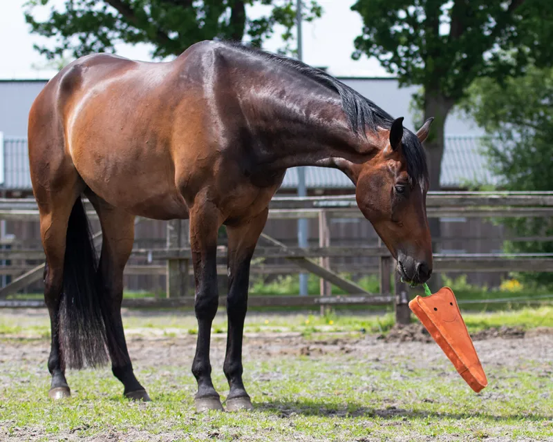 QHP Extra Large Carrot Horse Toy-2